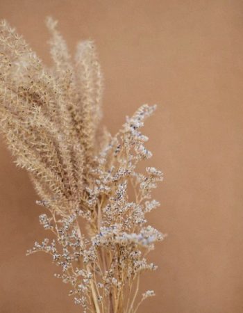 fleurs-sechees fleurs-sechees